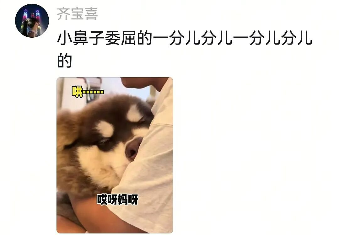 【宠物】一百斤的狗子被咪咪胖揍，委屈缩在爹怀里哭，爹小声蛐蛐，没想到狗子才是幕后高手（组图） - 5