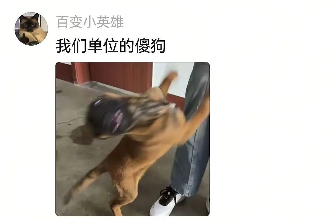 【宠物】一百斤的狗子被咪咪胖揍，委屈缩在爹怀里哭，爹小声蛐蛐，没想到狗子才是幕后高手（组图） - 20