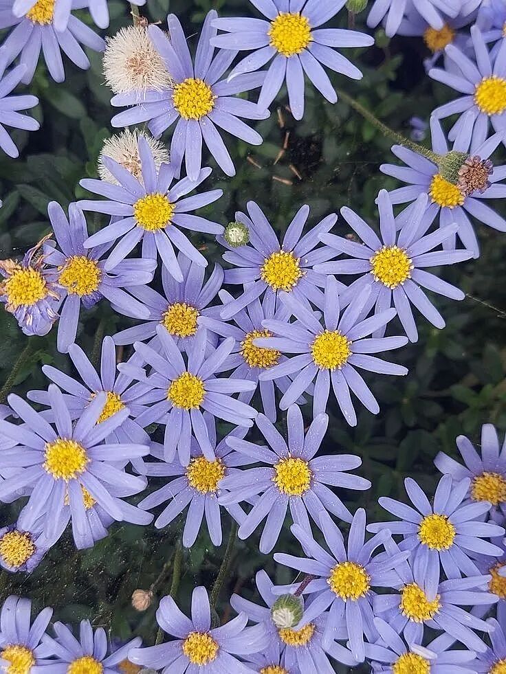【时尚】51岁周迅又穿成人间香奈儿,这个搭配思路确实好用(组图) - 24