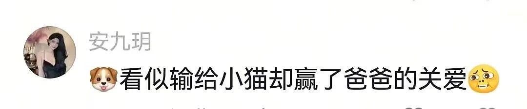 【宠物】一百斤的狗子被咪咪胖揍，委屈缩在爹怀里哭，爹小声蛐蛐，没想到狗子才是幕后高手（组图） - 11