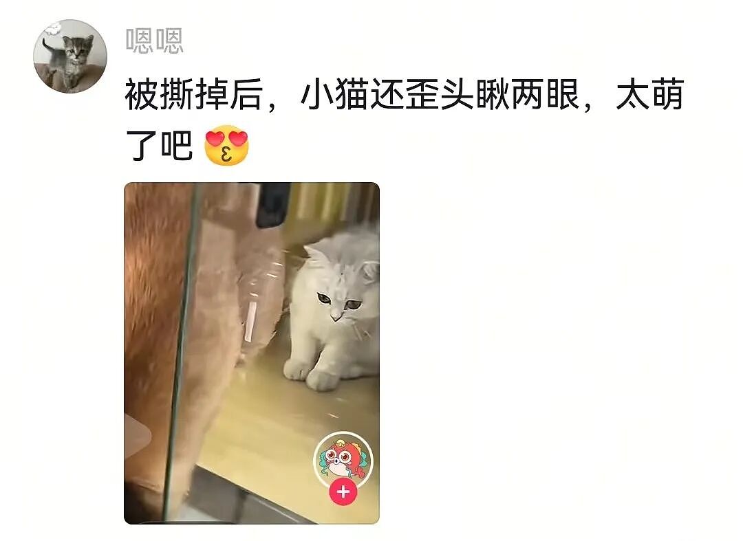 【宠物】一百斤的狗子被咪咪胖揍，委屈缩在爹怀里哭，爹小声蛐蛐，没想到狗子才是幕后高手（组图） - 15