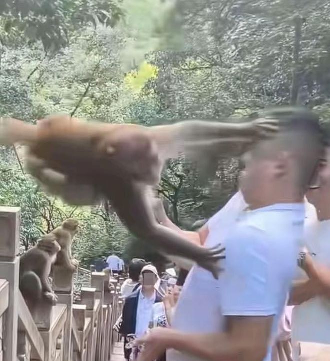 男子在黔灵山扇打猴子脸,下一秒遭飞踹反击(视频/组图) - 2