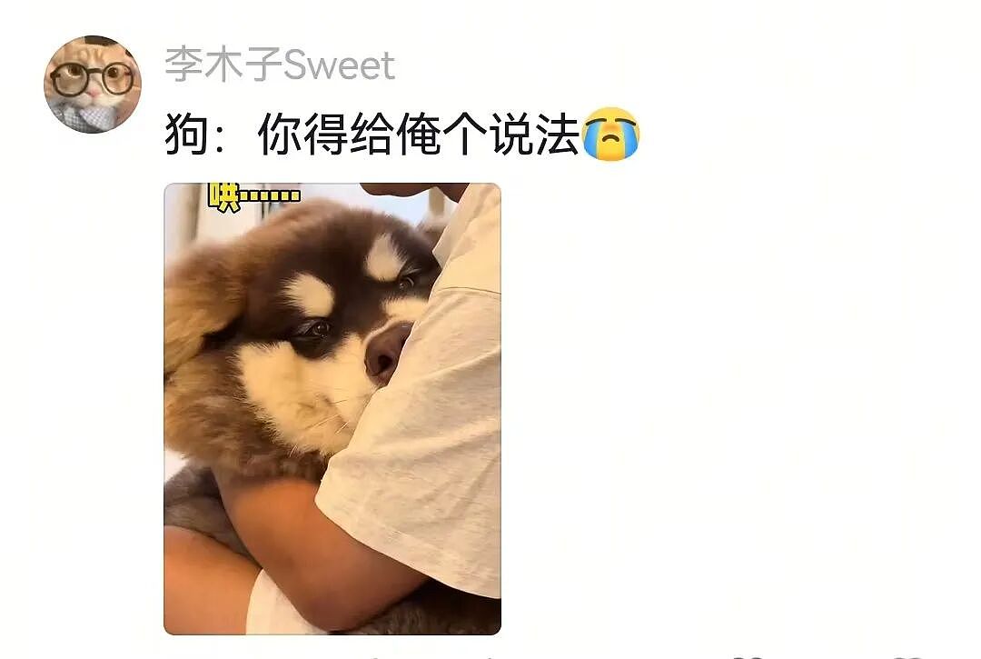 【宠物】一百斤的狗子被咪咪胖揍，委屈缩在爹怀里哭，爹小声蛐蛐，没想到狗子才是幕后高手（组图） - 8