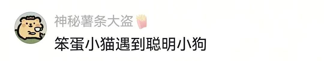 【宠物】一百斤的狗子被咪咪胖揍，委屈缩在爹怀里哭，爹小声蛐蛐，没想到狗子才是幕后高手（组图） - 16