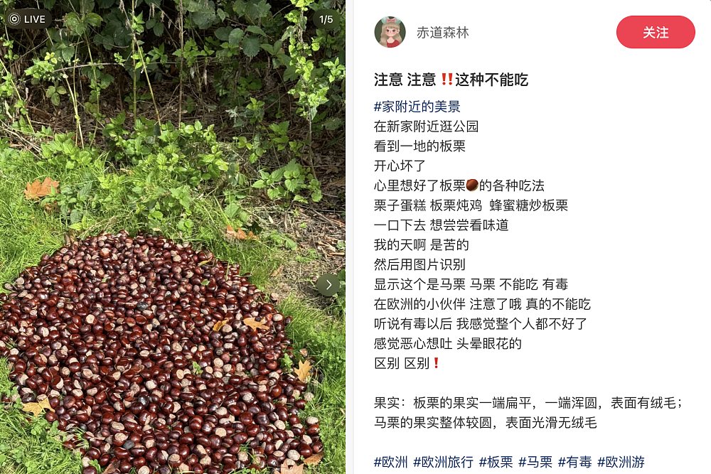 欧洲满街掉的板栗,千万别捡!有人吃了一颗,直接进急诊(组图) - 9