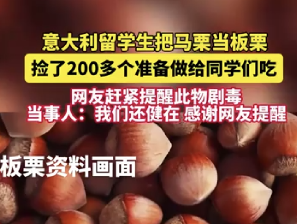 欧洲满街掉的板栗,千万别捡!有人吃了一颗,直接进急诊(组图) - 4