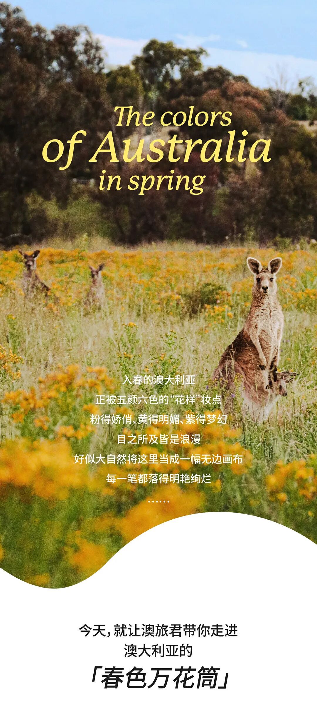 无数次，爱上澳大利亚的春之色彩（组图） - 1