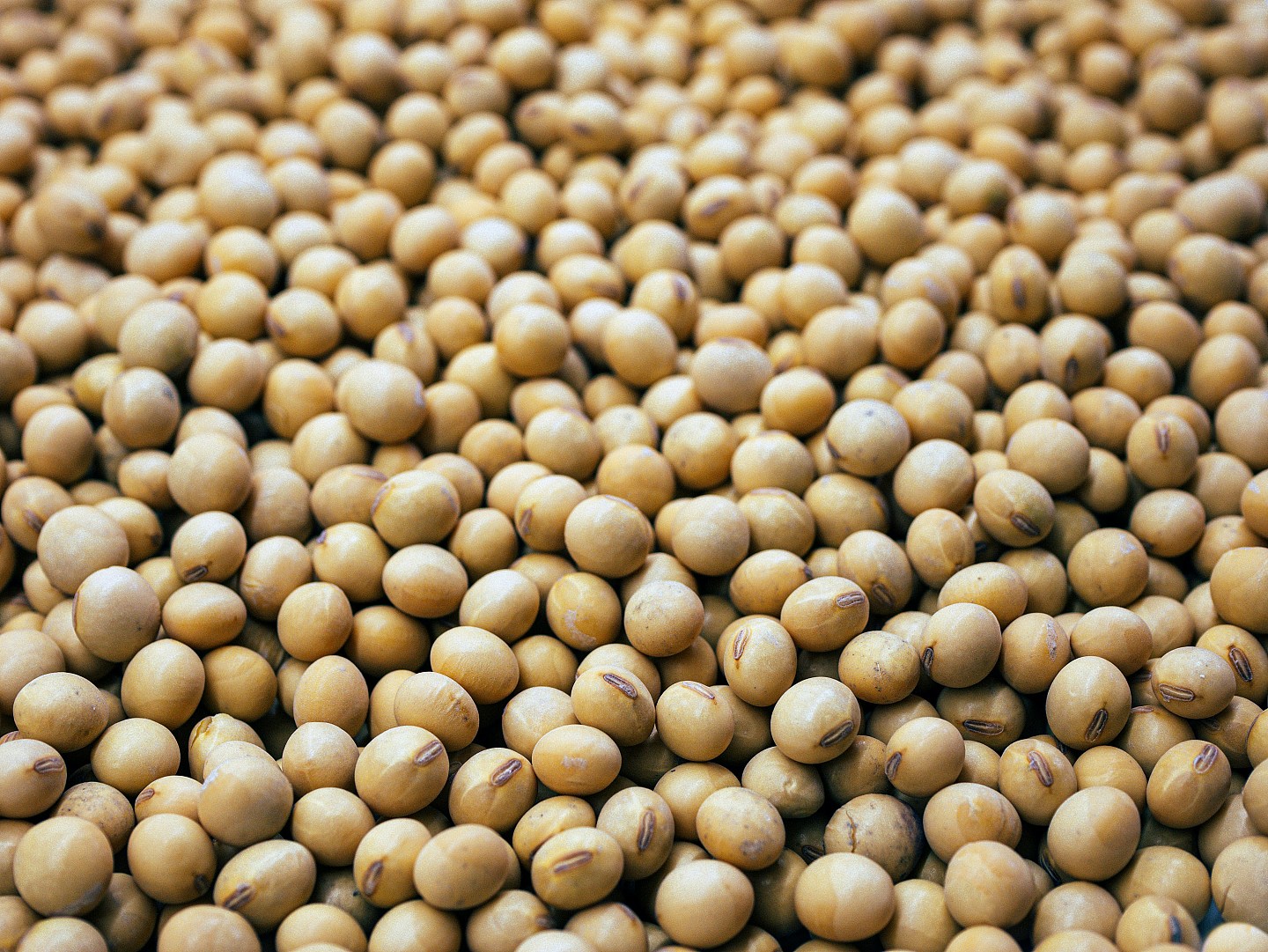 中国9月进口大豆数为零美国谷仓积压倒塌,豆粒喷涌而出影片曝光(视频/组图) - 3