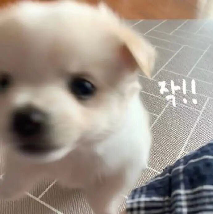 【爆笑】“被逼相亲无奈之下彻底疯狂…?”哈哈哈没有技巧全是骚扰!(组图) - 79