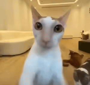 【宠物】小猫咬拖鞋被爸爸揍了,第二天就拍到这一幕,网友笑喷:这猫报复心太强了哈哈哈(组图) - 7