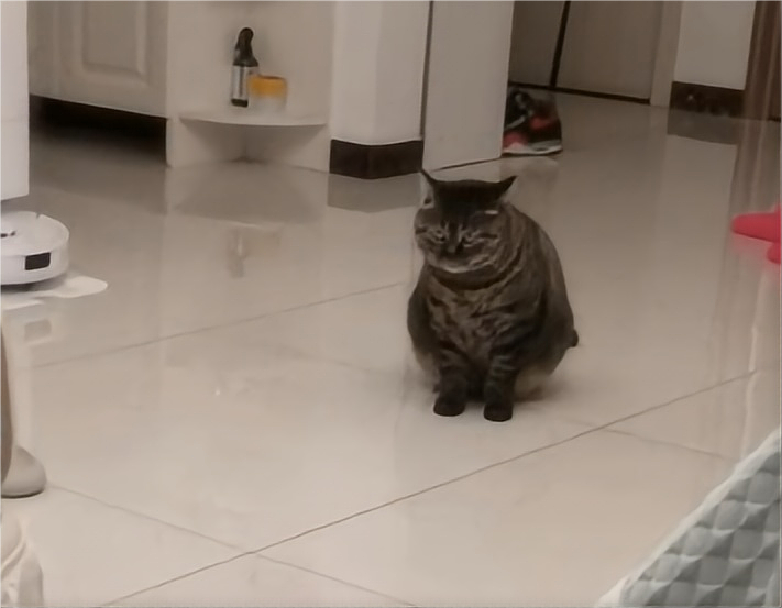 【宠物】小猫咬拖鞋被爸爸揍了,第二天就拍到这一幕,网友笑喷:这猫报复心太强了哈哈哈(组图) - 3