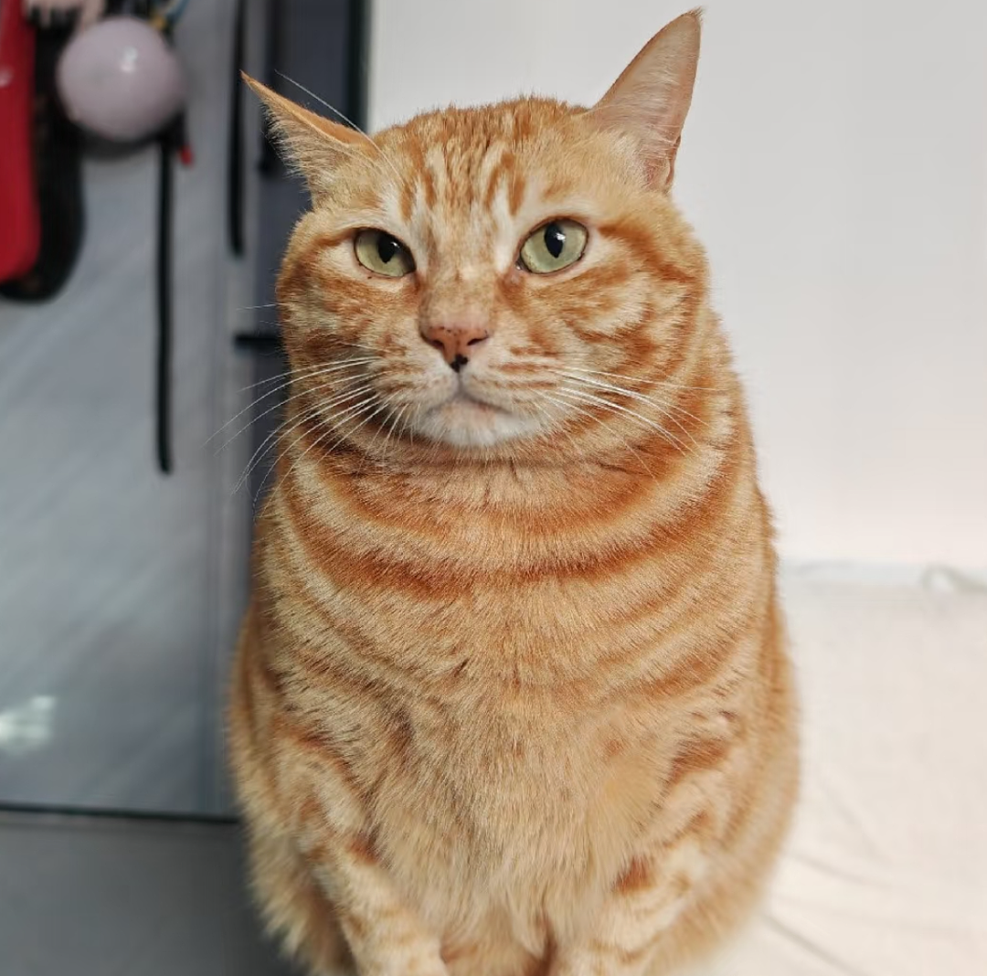 【宠物】小猫咬拖鞋被爸爸揍了,第二天就拍到这一幕,网友笑喷:这猫报复心太强了哈哈哈(组图) - 11
