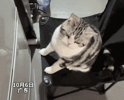 【宠物】小猫咬拖鞋被爸爸揍了,第二天就拍到这一幕,网友笑喷:这猫报复心太强了哈哈哈(组图) - 13