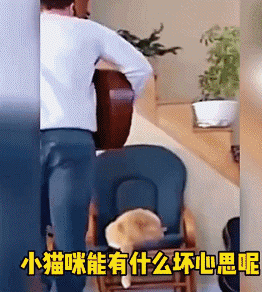 【宠物】小猫咬拖鞋被爸爸揍了,第二天就拍到这一幕,网友笑喷:这猫报复心太强了哈哈哈(组图) - 16