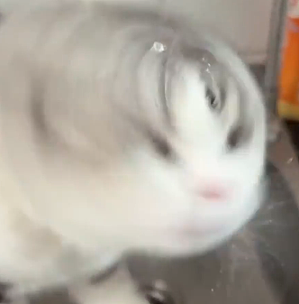 【宠物】小猫咬拖鞋被爸爸揍了,第二天就拍到这一幕,网友笑喷:这猫报复心太强了哈哈哈(组图) - 15