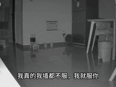 【宠物】小猫咬拖鞋被爸爸揍了,第二天就拍到这一幕,网友笑喷:这猫报复心太强了哈哈哈(组图) - 2