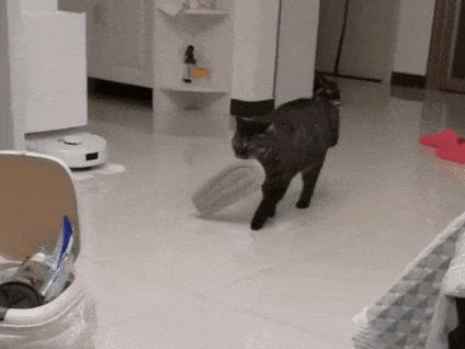 【宠物】小猫咬拖鞋被爸爸揍了,第二天就拍到这一幕,网友笑喷:这猫报复心太强了哈哈哈(组图) - 4