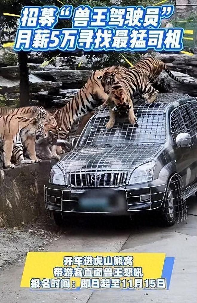 野生动物园回应月薪5万招聘猛兽区司机：现在报名人数比较多，要经过筛选（图） - 1