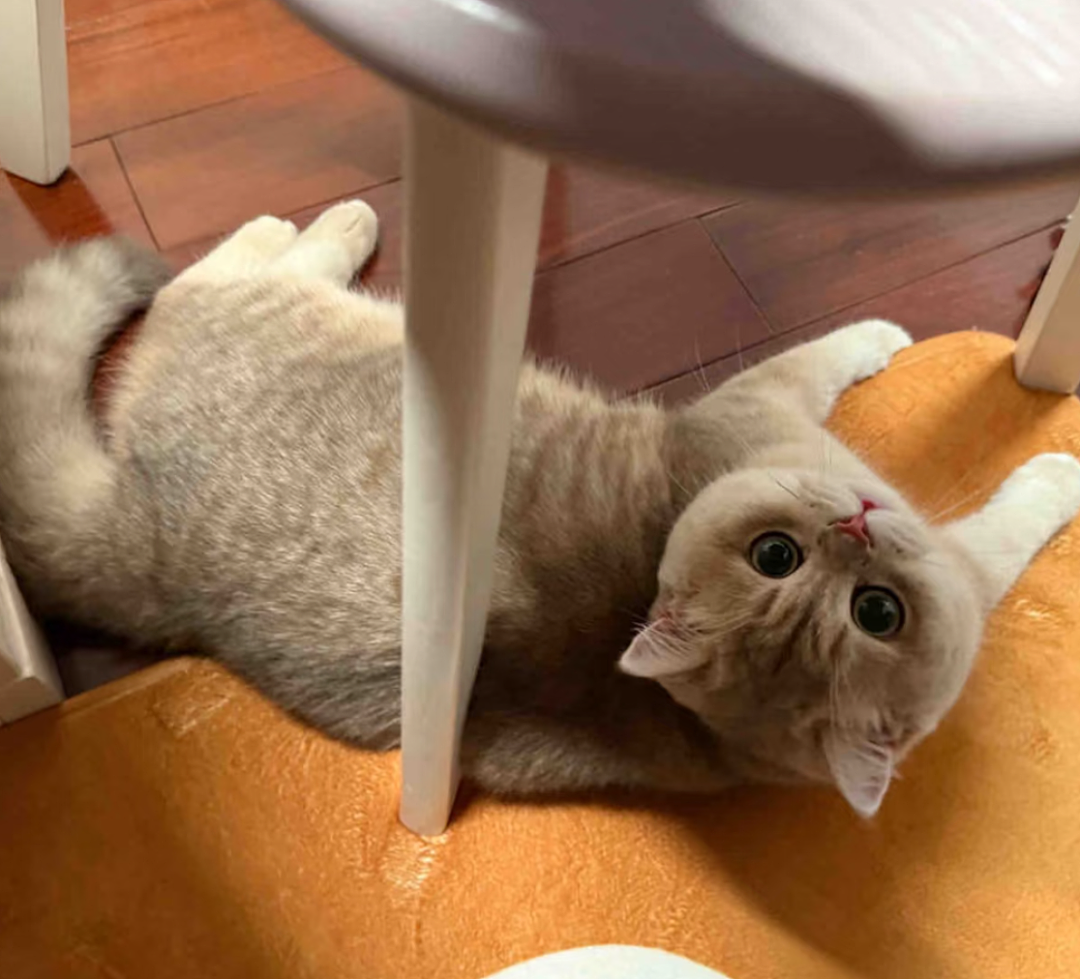【宠物】小猫咬拖鞋被爸爸揍了,第二天就拍到这一幕,网友笑喷:这猫报复心太强了哈哈哈(组图) - 9