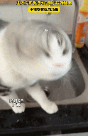 【宠物】小猫咬拖鞋被爸爸揍了,第二天就拍到这一幕,网友笑喷:这猫报复心太强了哈哈哈(组图) - 14