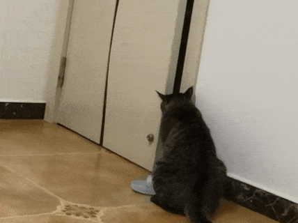 【宠物】小猫咬拖鞋被爸爸揍了,第二天就拍到这一幕,网友笑喷:这猫报复心太强了哈哈哈(组图) - 5
