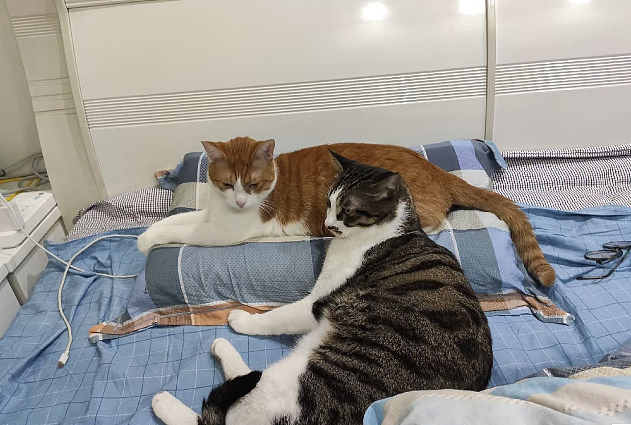 【宠物】小猫咬拖鞋被爸爸揍了,第二天就拍到这一幕,网友笑喷:这猫报复心太强了哈哈哈(组图) - 8