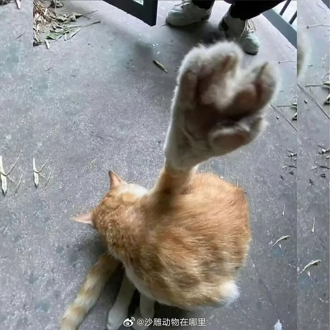 【爆笑】“被逼相亲无奈之下彻底疯狂…?”哈哈哈没有技巧全是骚扰!(组图) - 58