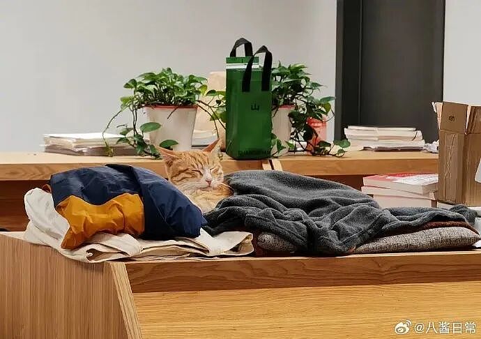 道歉咋还越搞越糟?红舞鞋剧组撞死校猫后辞退司机想了事,反而爆出更多黑料,口碑难保(组图) - 3