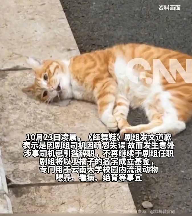 道歉咋还越搞越糟?红舞鞋剧组撞死校猫后辞退司机想了事,反而爆出更多黑料,口碑难保(组图) - 2