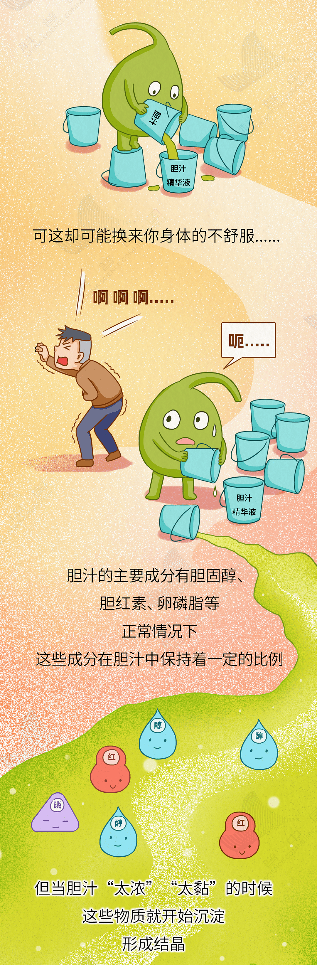 胆就是这样一步步长出结石,而不得不被割掉的(组图) - 6