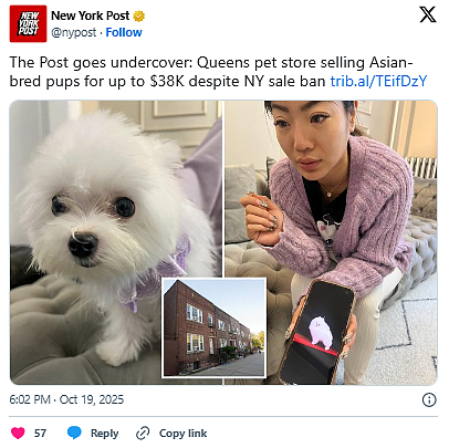 华裔女非法卖狗，“镇店之宝”卖$3.8万，卖出600多只（图） - 1