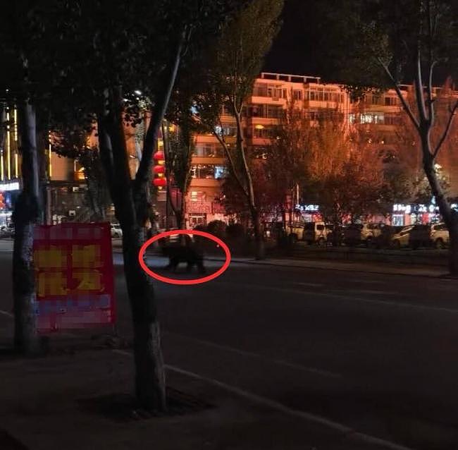 黑熊夜闯中国闹区,遭警连开10多枪击毙(组图) - 1