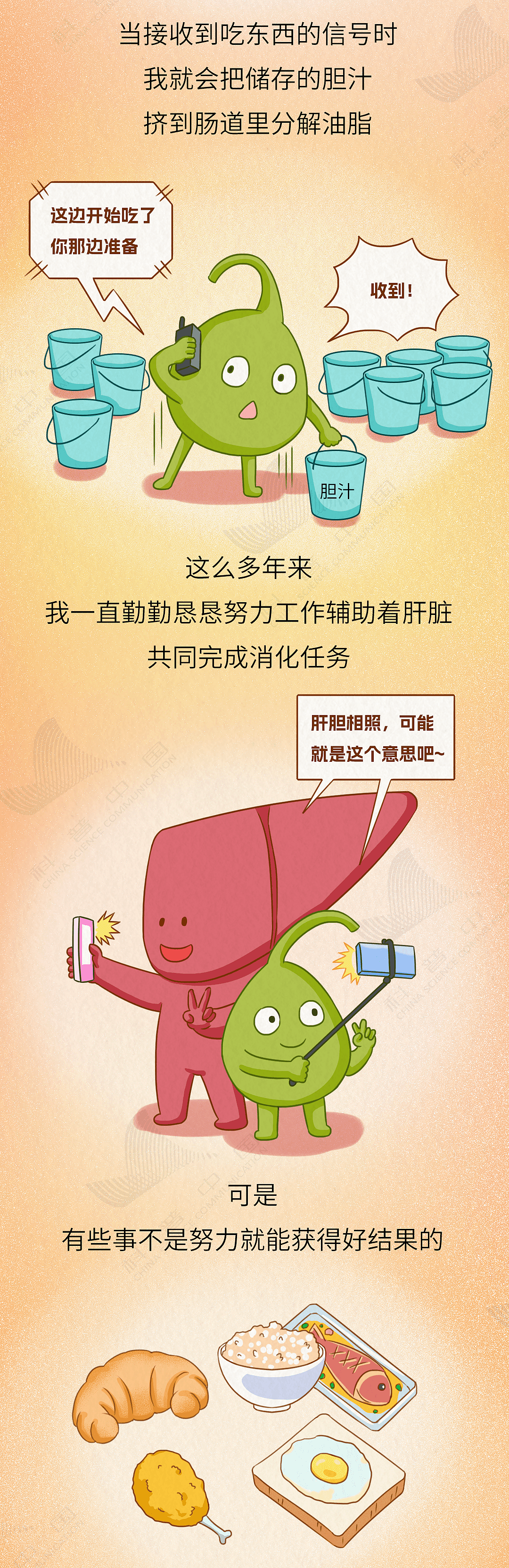 胆就是这样一步步长出结石,而不得不被割掉的(组图) - 4