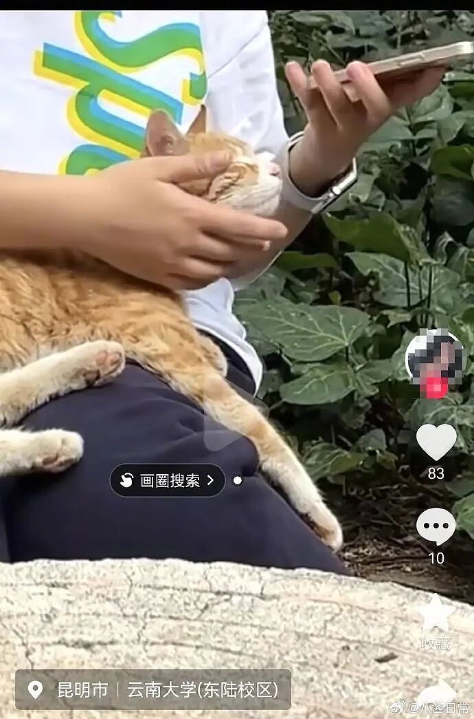道歉咋还越搞越糟？红舞鞋剧组撞死校猫后辞退司机想了事，反而爆出更多黑料，口碑难保（组图） - 4