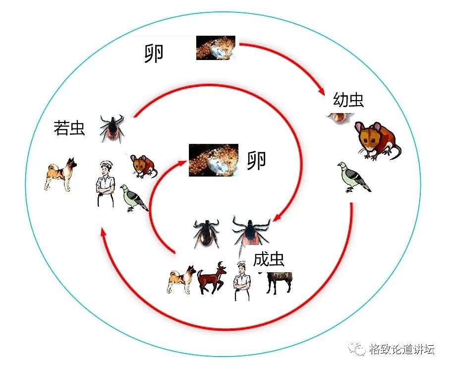 这种潜伏在我们身边的“吸血鬼”一生只吃三顿饭，但一顿就可能要人命（组图） - 2