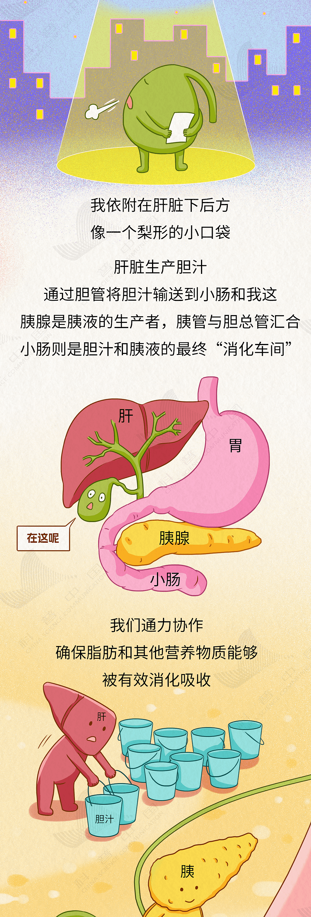 胆就是这样一步步长出结石,而不得不被割掉的(组图) - 2