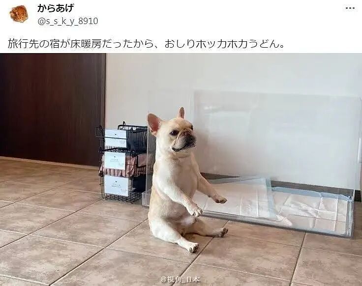 【爆笑】“狗达太厉害了是种什么体验？” 哈哈哈哈哈哈哈哈被网友评论可爱到了（组图） - 31