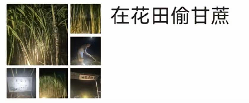 浙江“可偷甘蔗地”成热点，上百人深夜体验，地主：已收偷款6000（组图） - 2