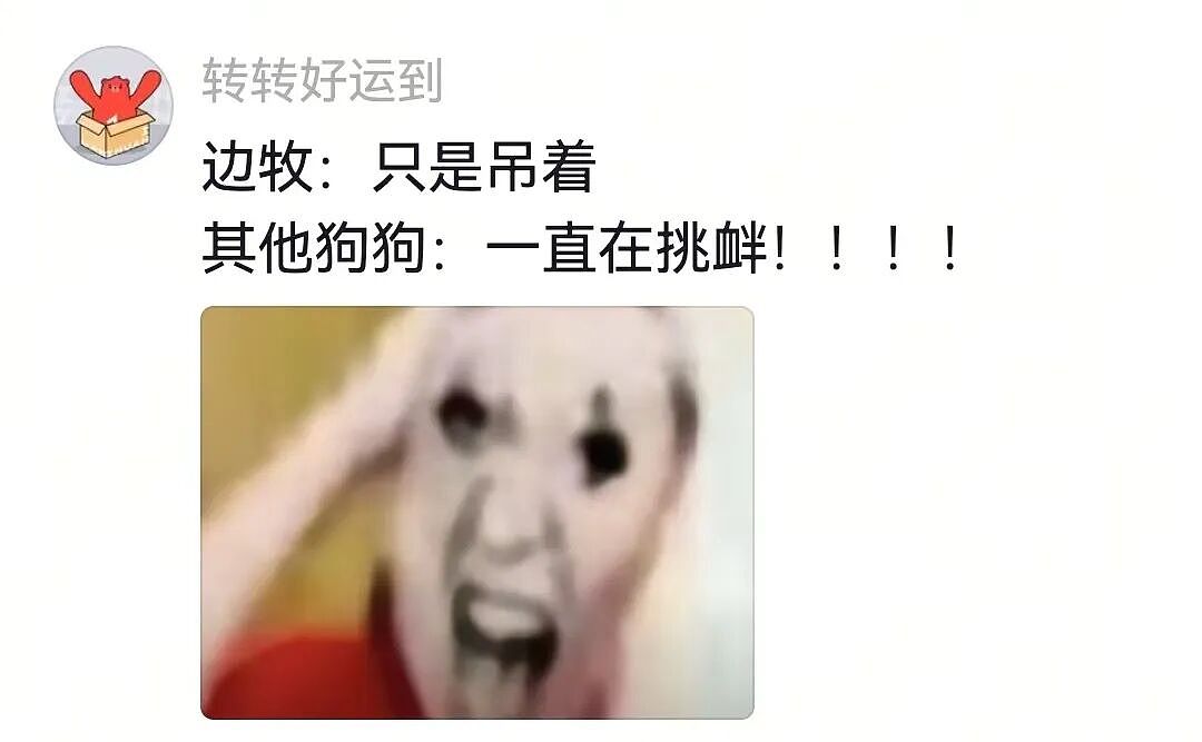 【宠物】主人给边牧买了一捆香肠，那一刻边牧好像下定了某个决心，两眼一瞪就是干：冲（视频/组图） - 7