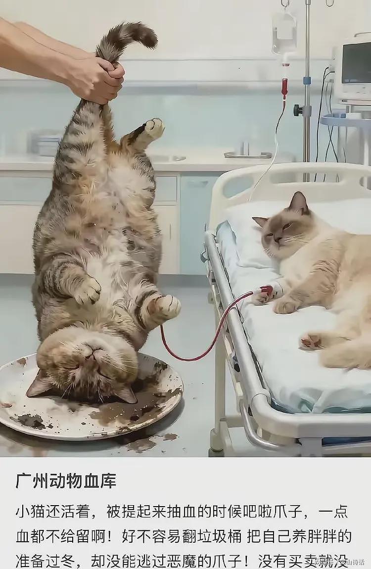 恐怖!网传有人把流浪猫当血猫,抽完血就扔,一只可以赚2400元…(组图) - 7