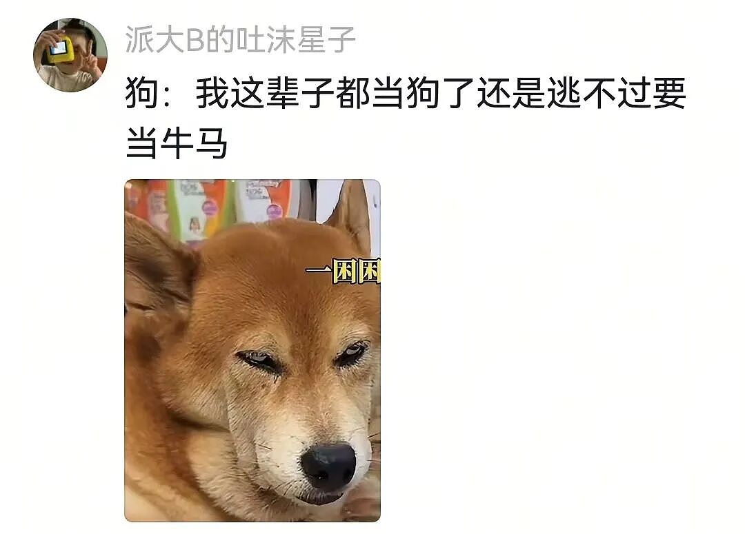 【宠物】主人给边牧买了一捆香肠，那一刻边牧好像下定了某个决心，两眼一瞪就是干：冲（视频/组图） - 10