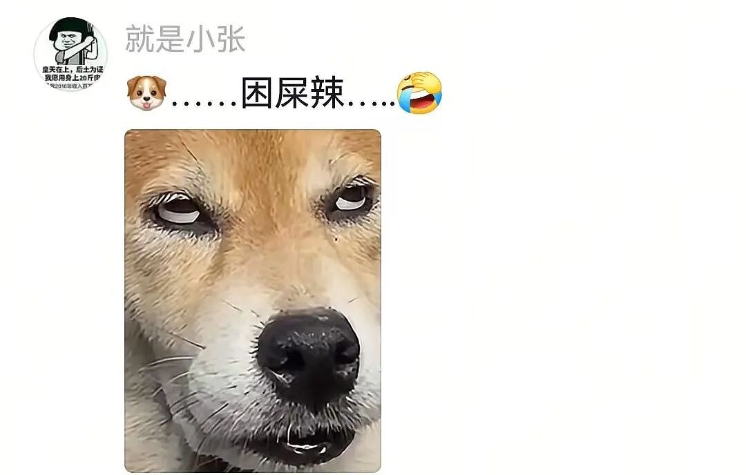 【宠物】主人给边牧买了一捆香肠，那一刻边牧好像下定了某个决心，两眼一瞪就是干：冲（视频/组图） - 9