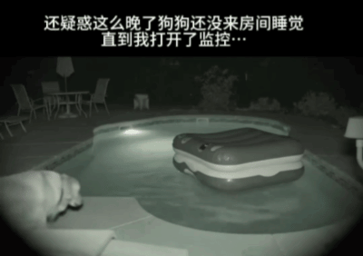【宠物】主人给边牧买了一捆香肠，那一刻边牧好像下定了某个决心，两眼一瞪就是干：冲（视频/组图） - 12