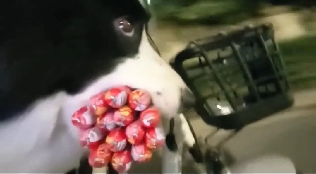 【宠物】主人给边牧买了一捆香肠，那一刻边牧好像下定了某个决心，两眼一瞪就是干：冲（视频/组图） - 5