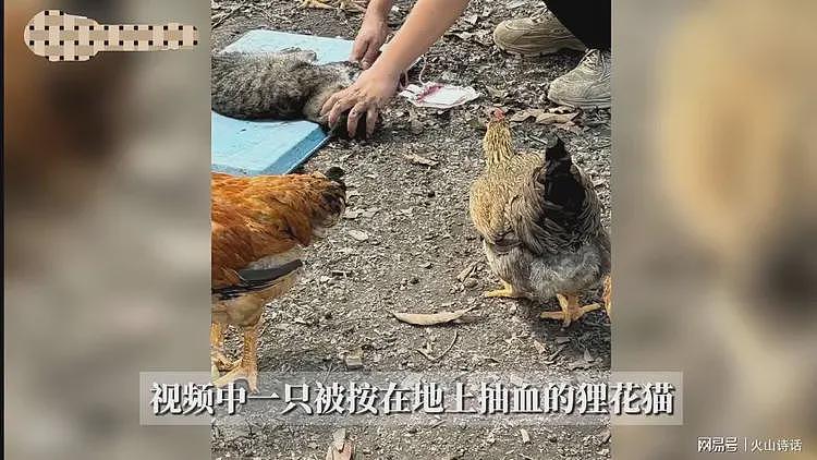 恐怖!网传有人把流浪猫当血猫,抽完血就扔,一只可以赚2400元…(组图) - 2