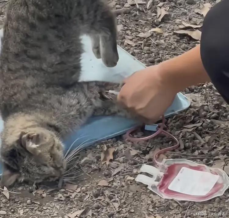 恐怖!网传有人把流浪猫当血猫,抽完血就扔,一只可以赚2400元…(组图) - 5