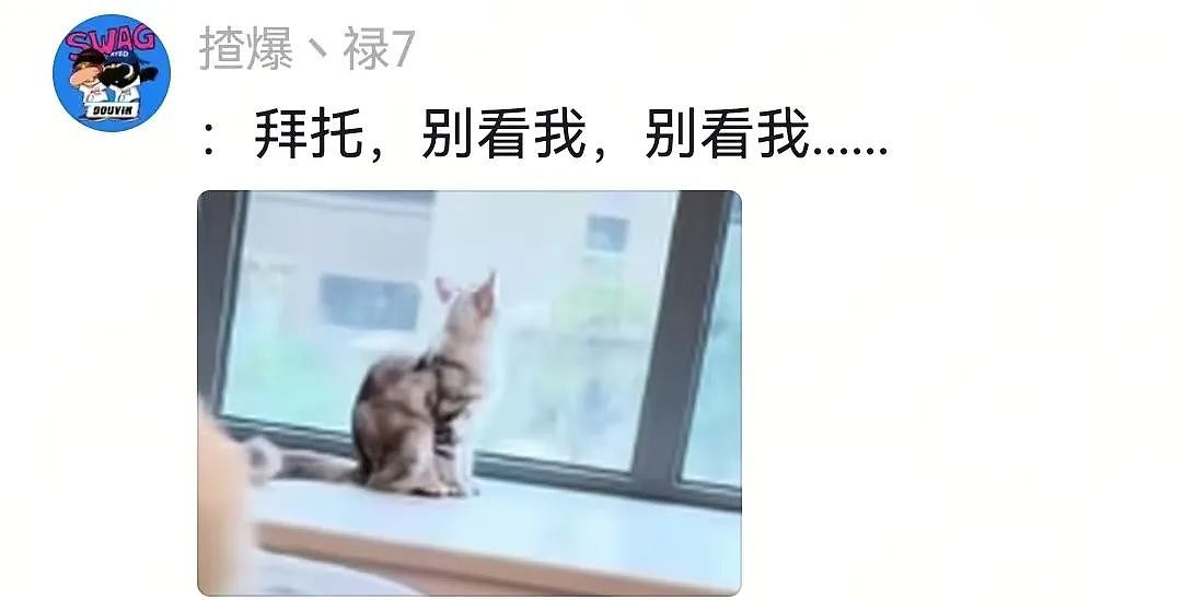 【宠物】主人给边牧买了一捆香肠，那一刻边牧好像下定了某个决心，两眼一瞪就是干：冲（视频/组图） - 3