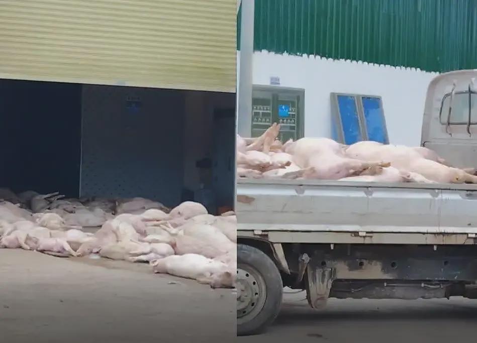 肉联厂门前现大量死猪，如何让人相信没有流入市场（组图） - 1