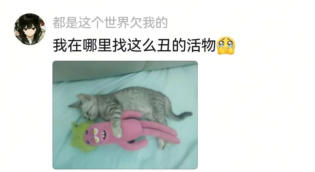 【宠物】主人在狗子生日当天将玩偶换成了好朋狗，狗子肉眼可见兴奋…网友们却眼红了：这是一个恐怖故事（组图） - 12