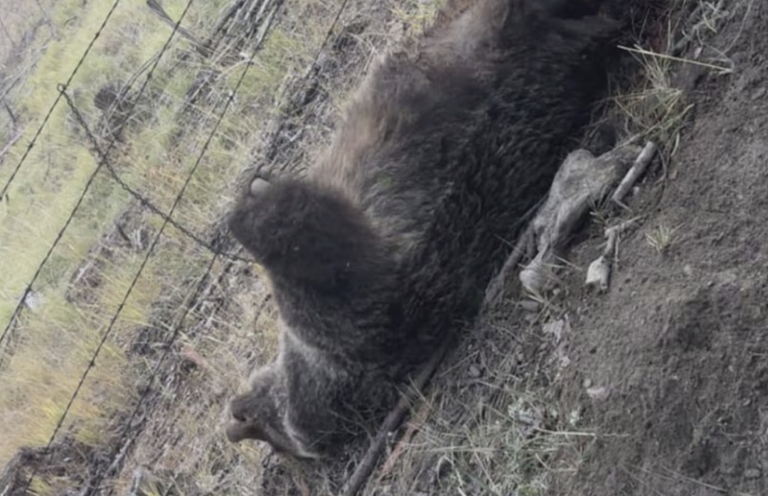 他死了!刚刚血战灰熊逃生,整个头被熊嘴咬住、头皮撕裂、手指都没了(视频/组图) - 2